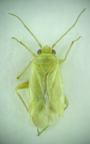 Réf. 169 275 : Orthotylus caprai