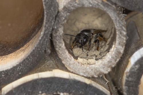 Réf. 169 384 : Osmia bicornis