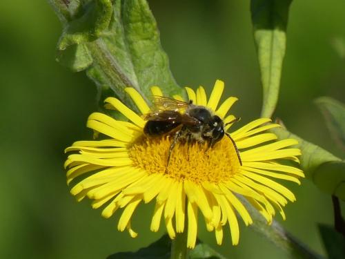 Andrena sp.