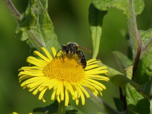 Andrena sp.