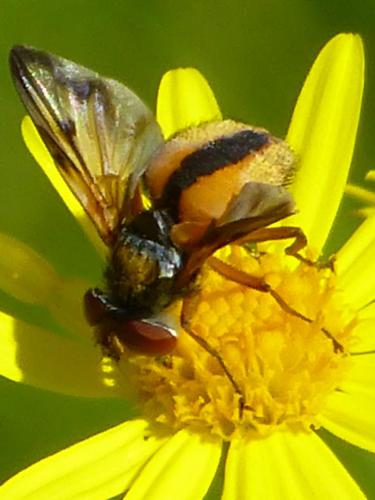 Ectophasia crassipennis
