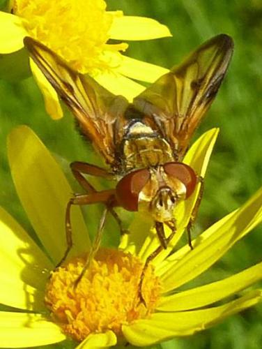 Ectophasia crassipennis