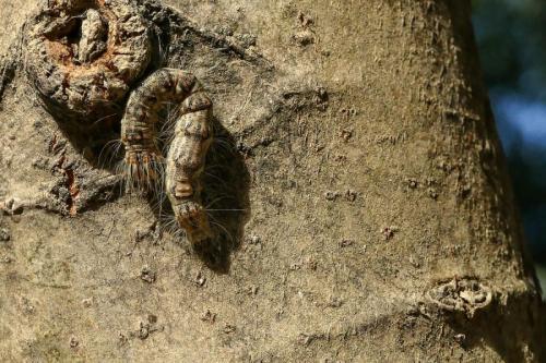 Réf. 169 055 : Subacronicta megacephala