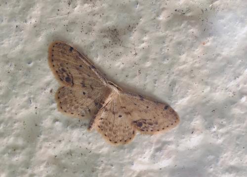 Réf. 169 957 : Idaea dimidiata