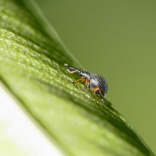 Protapion fulvipes