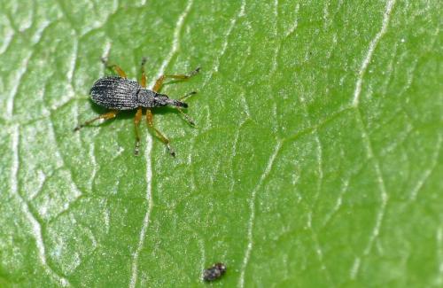 Protapion fulvipes