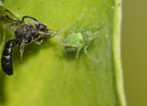 Nigma walckenaeri