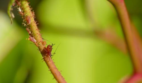 Réf. 169 970 : Macrosiphum rosae
