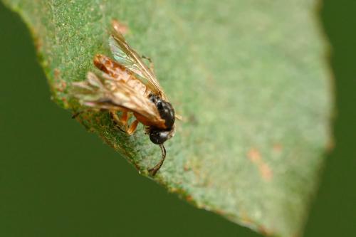 Athalia sp.