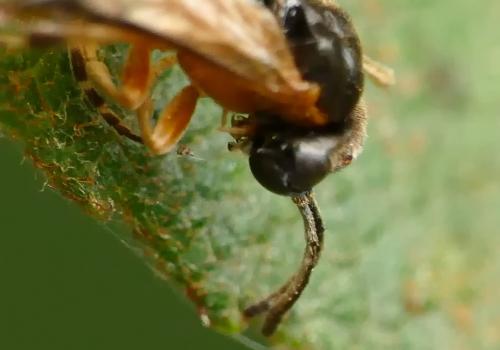 Athalia sp.