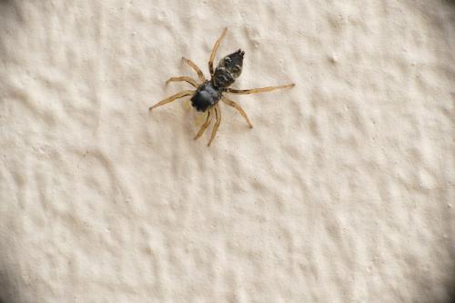 Heliophanus cupreus