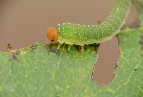 Réf. 169 387 : Emphytus sp.
