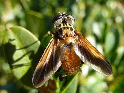 Réf. 169 248 : Trichopoda pictipennis