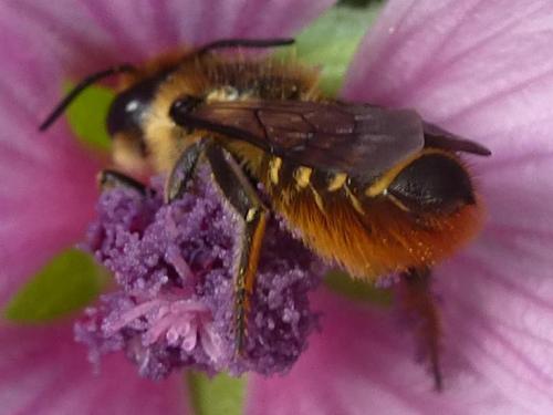 Réf. 169 424 : Megachile centuncularis