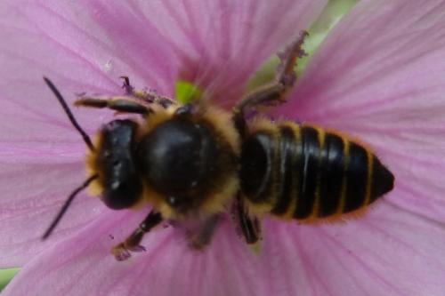 Réf. 169 425 : Megachile centuncularis