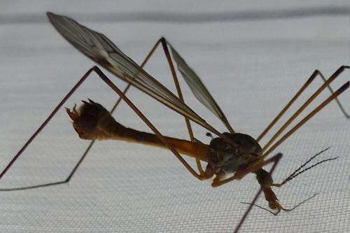 Réf. 169 136 : Tipula longidens