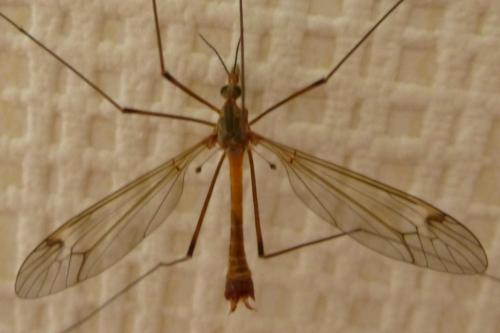 Réf. 169 135 : Tipula longidens