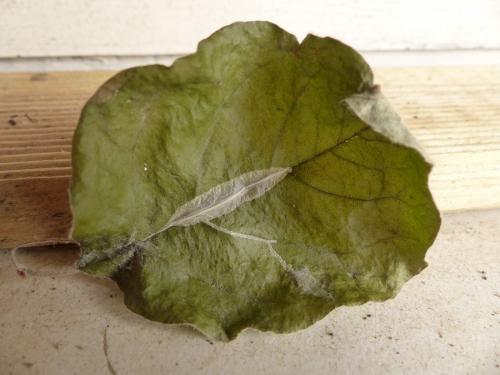 Réf. 169 018 : Phyllonorycter leucographella