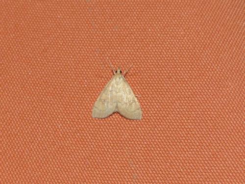 Udea fulvalis