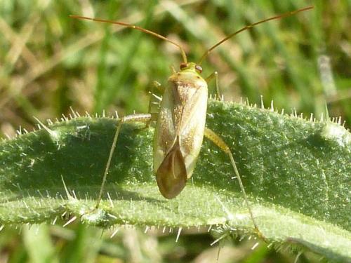 Réf. 169 685 : Adelphocoris sp.