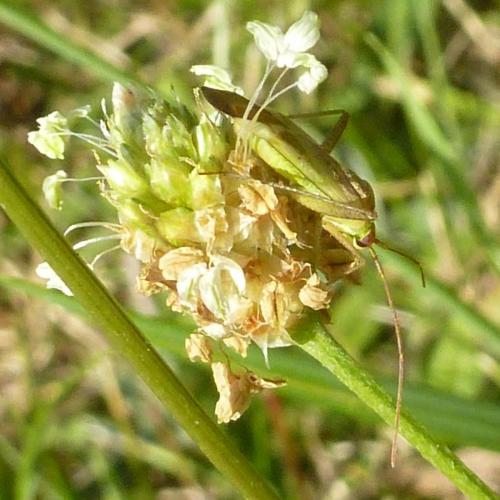 Réf. 169 686 : Adelphocoris sp.