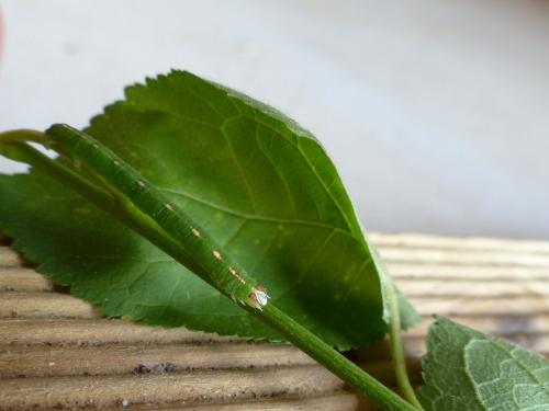 Lomographa temerata