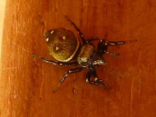 Réf. 169 132 : Heliophanus kochii