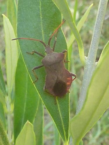 Coreus marginatus