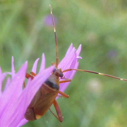 Réf. 169 625 : Adelphocoris vandalicus