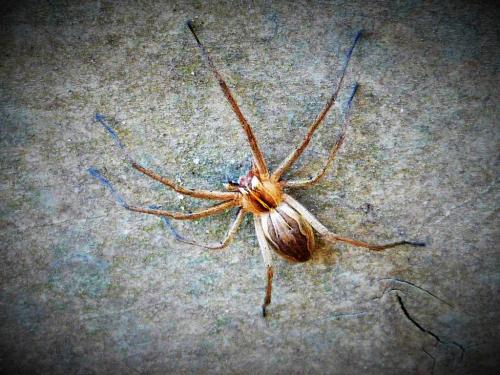 Pisaura mirabilis