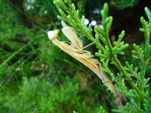 Réf. 169 836 : Mantis religiosa