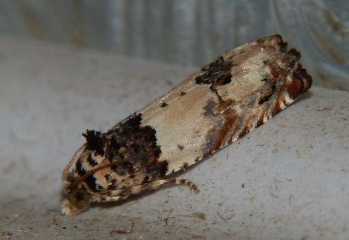 Réf. 169 054 : Epinotia thapsiana