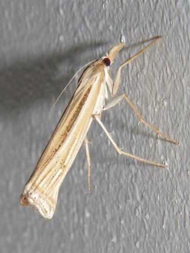 Ancylolomia sp.