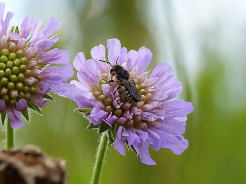 Coelioxys sp.