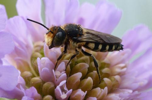 Réf. 169 453 : Coelioxys sp.