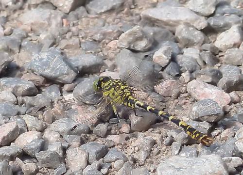 Onychogomphus forcipatus