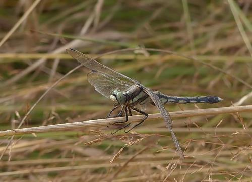 Réf. 169 460 : Orthetrum albistylum