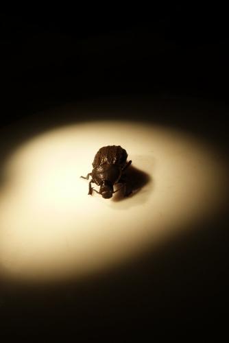 Asida sp.