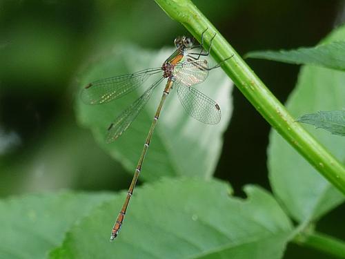 Chalcolestes viridis