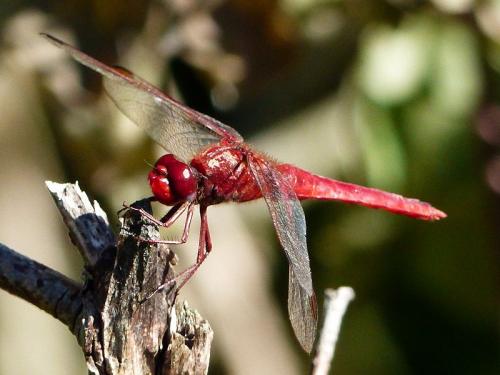 Réf. 169 798 : Crocothemis erythraea