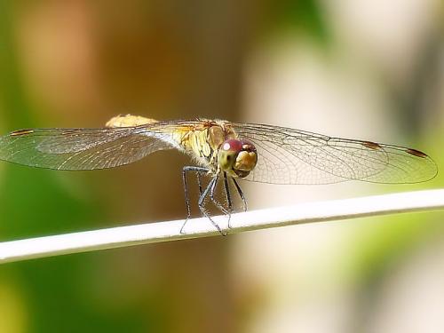 Sympetrum sp.