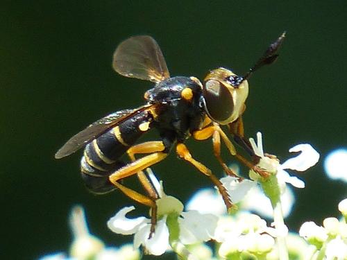 Réf. 169 701 : Abrachyglossum capitatum