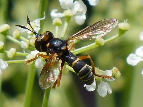 Réf. 169 700 : Abrachyglossum capitatum