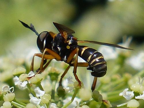 Réf. 169 702 : Abrachyglossum capitatum