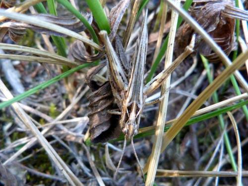Chorthippus sp.