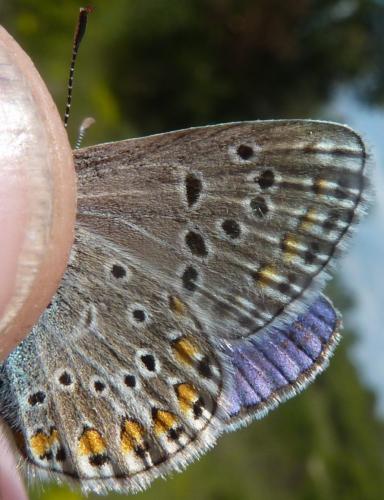 Réf. 169 752 : Polyommatus sp.