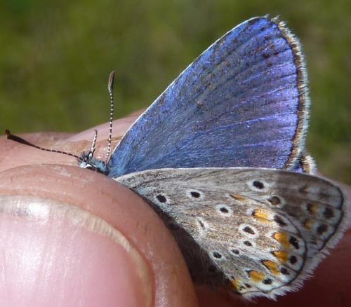 Réf. 169 755 : Polyommatus sp.