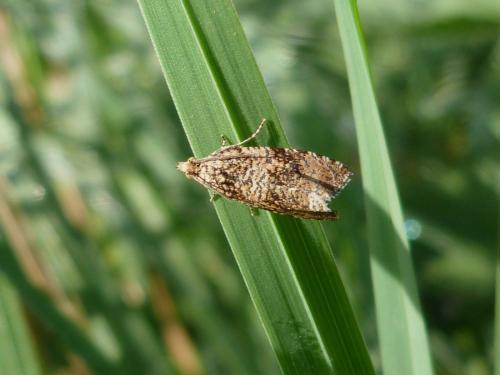 Réf. 169 950 : Celypha lacunana