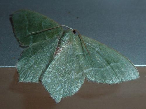 Réf. 169 972 : Hemithea aestivaria