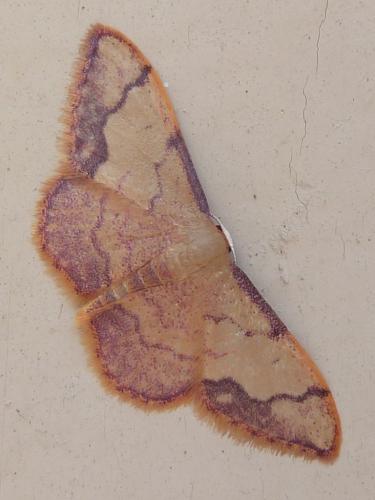 Idaea ostrinaria